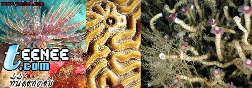 อันดับที่ 5 หนอนท่อ (Tube Worm)