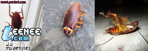 อันดับที่ 6 แมลงสาป (Cockroach)