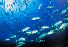 ในทะเลแทบไม่มีปลา ต้องตั้งฟาร์มเลี้ยงกันใหญ่ขึ้นทั่วโลก