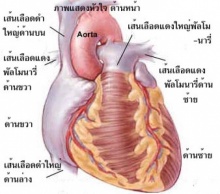 ก๊งเหล้าช่วยให้ห่างภัยโรคหัวใจ แต่ให้กินพอเป็น แค่กระสายยา 