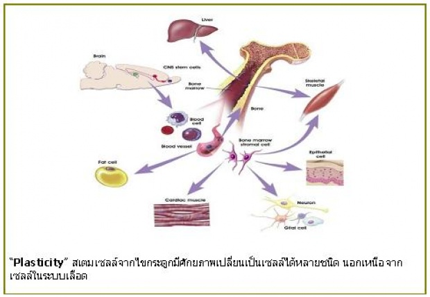 ปลูกถ่ายไขกระดูกสู้ไวรัส