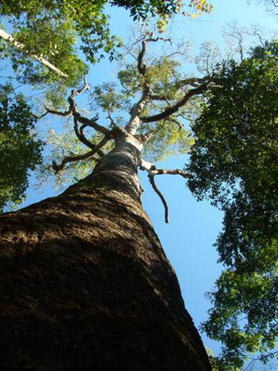 สร้าง ต้นไม้ยักษ์ กินก๊าซคาร์บอน แก้ปัญหาโลก ร้อนให้หายหมดไปได้ 