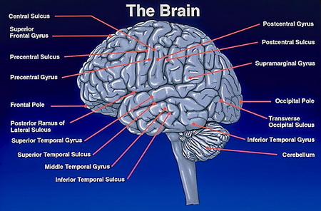 ระบบประสาท-สมองน่ารู้