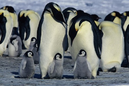รู้มั้ย เพนกวินโบราณชอบอากาศอุ่น 