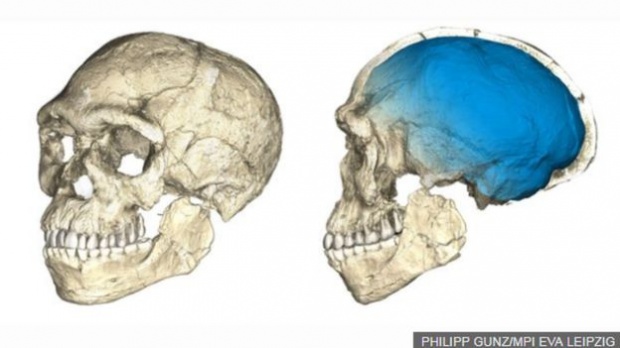 นักวิทยาศาสตร์ประกอบสร้างกะโหลกของบรรพบุรุษมนุษย์ที่เก่าแก่ที่สุดขึ้นใหม่ จากการสแกนชิ้นส่วนฟอสซิลกร