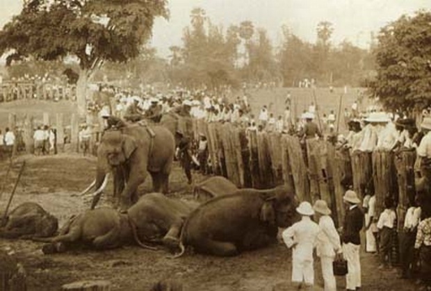 การคล้องช้างอันยิ่งใหญ่ต้อนรับเจ้าฟ้ามหาวชิราวุธ