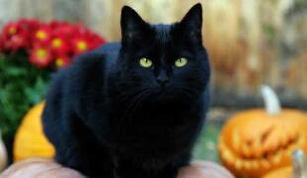 ความเชื่อเรื่องแมวดำ ตัวแทนแห่งลางร้าย ให้ระวังไม่ให้แมวข้ามศพ