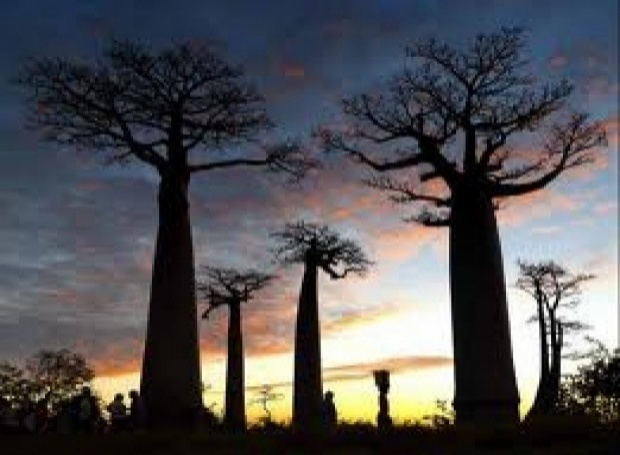 ต้นไม้กินคน ต้นไม้ปีศาจแห่งเกาะมาดากัสการ์