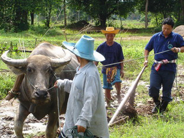 หมู่บ้านอนุรักษ์ควายไทย อ.ศรีประจันต์ สุพรรณบุรี