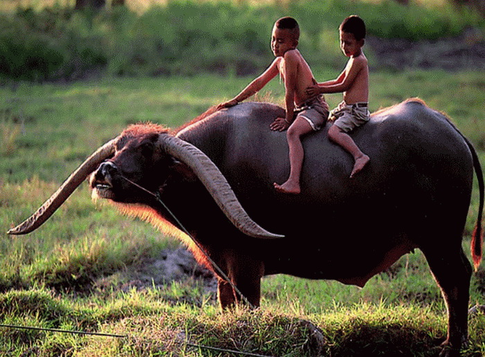 หมู่บ้านอนุรักษ์ควายไทย อ.ศรีประจันต์ สุพรรณบุรี