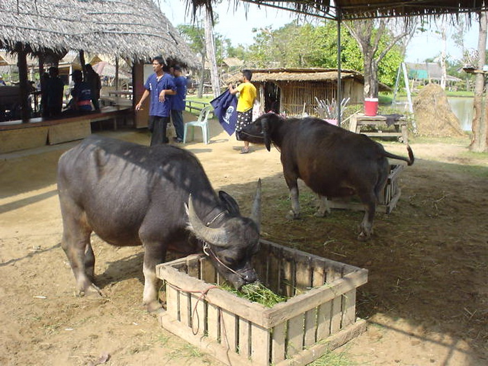 หมู่บ้านอนุรักษ์ควายไทย อ.ศรีประจันต์ สุพรรณบุรี