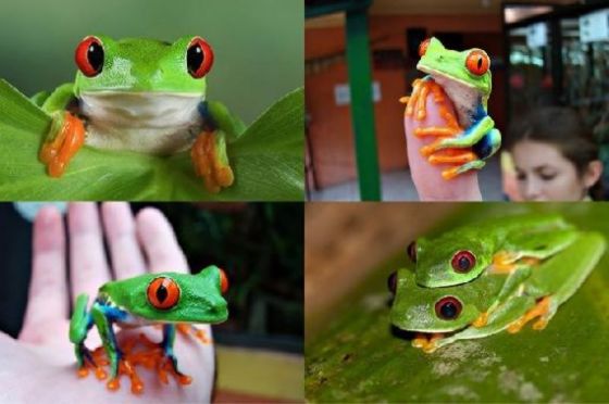 กบต้นไม้ตาแดง (Red-eyed Tree Frog) กบสีสวยน่ารัก