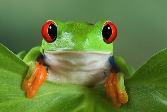 กบต้นไม้ตาแดง (Red-eyed Tree Frog) กบสีสวยน่ารัก