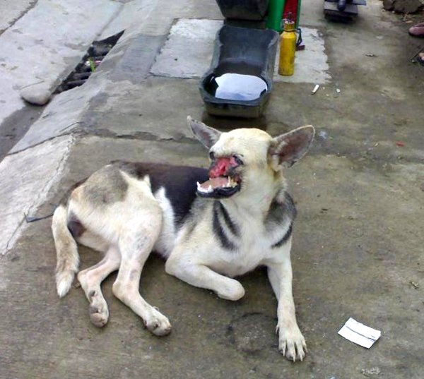 “กาบัง” สุนัขฮีโร่ของชาวฟิลิปปินส์ เตรียมกลับประเทศ