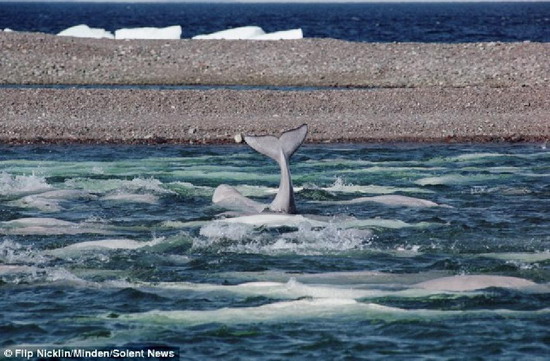 ฝูงวาฬเบลูก้าอพยพ บริเวณเกาะซัมเมอร์เซ็ท 