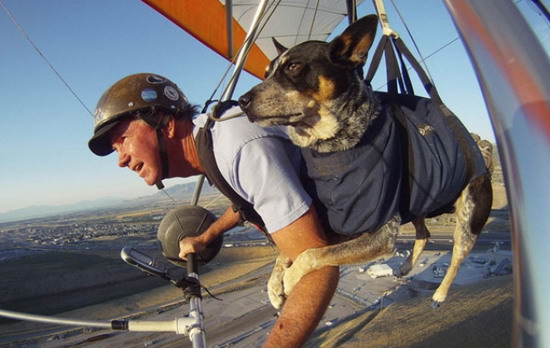 ชมน้องหมา เพื่อนที่ดีที่สุดของมนุษย์ บินเครื่องร่อนพร้อมเจ้าของ