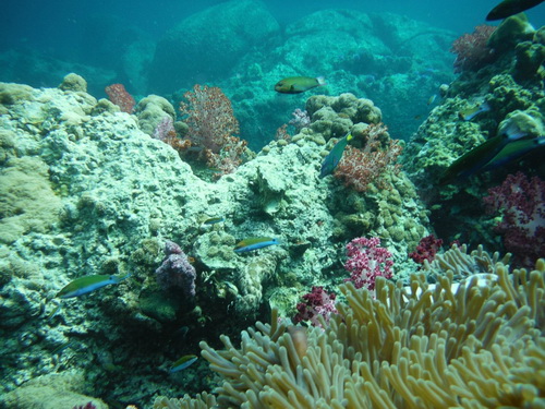 7 จุดดำน้ำดูปะการัง สวรรค์ใต้ทะเลไทยที่ไม่ควรพลาด