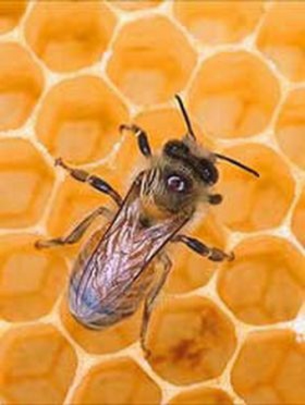 ความสวยที่มาจากน้ำผึ้ง!?