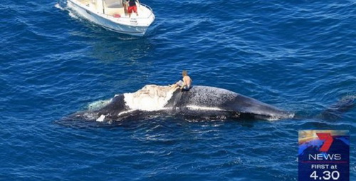 สุดเพี้ยน!!หนุ่มใจกล้าขี่หลังซากวาฬที่เต็มไปด้วยฝูงฉลาม