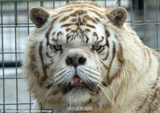 เสือที่ขี้เหร่ที่สุดในโลก เห็นแบบนี้จะกลัวดีมั้ย!? 