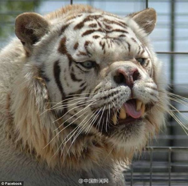 เสือที่ขี้เหร่ที่สุดในโลก เห็นแบบนี้จะกลัวดีมั้ย!? 