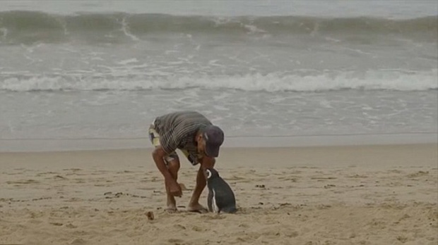 เพนกวิ้นตัวนี้ ว่ายน้ำ เพื่อมาพบกับชายที่เคยช่วยชีวิต