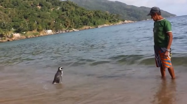 เพนกวิ้นตัวนี้ ว่ายน้ำ เพื่อมาพบกับชายที่เคยช่วยชีวิต