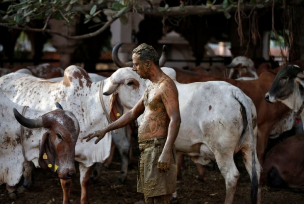 ภาพที่มีกลิ่น!! อึ้ง ชาวอินเดียเเตกฮือ ใช้มูลวัวรักษาโควิด-หายจริงหรือมีคำตอบ