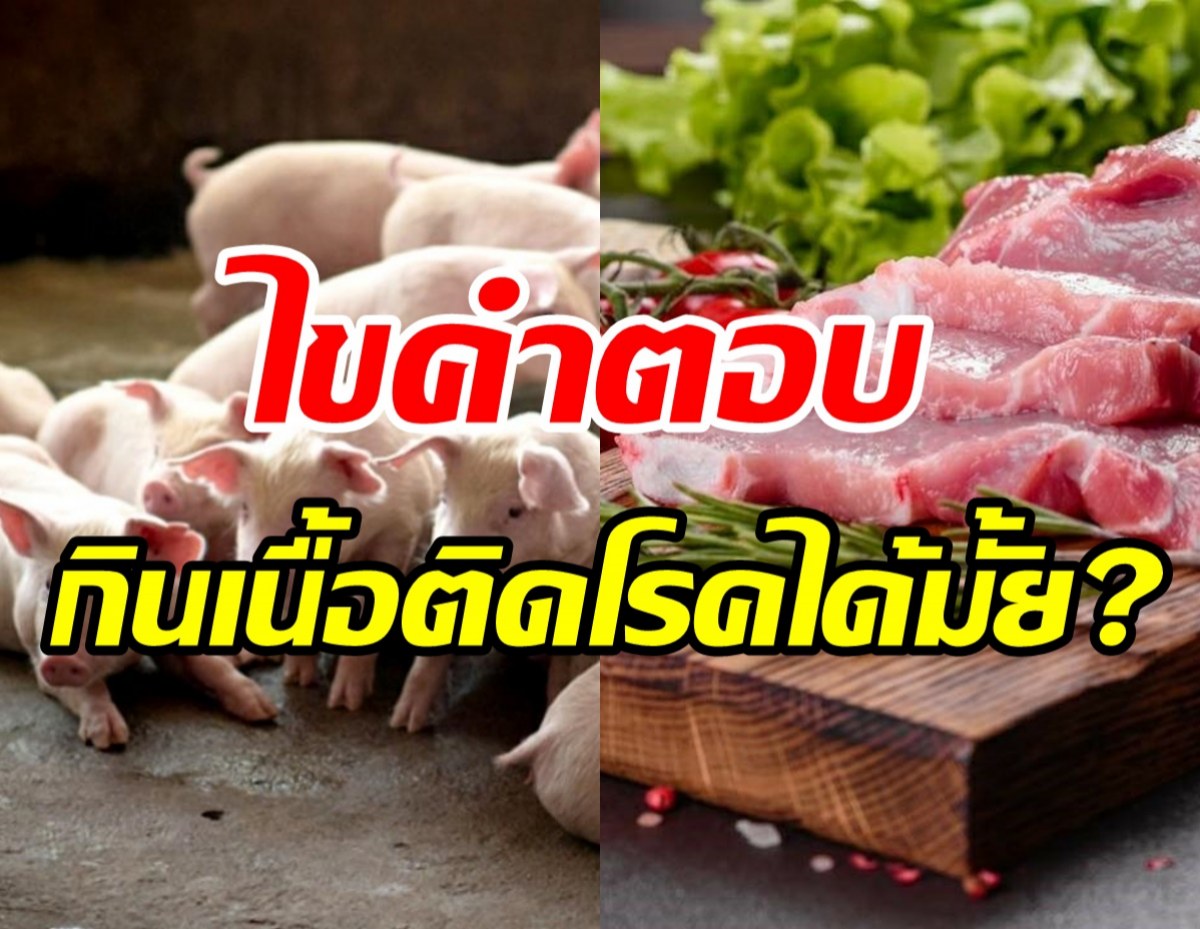 รู้จักโรคASF ตอบชัดกินเนื้อหมูติดโรคได้หรือไม่!!