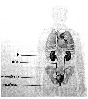 น้ำปัสสาวะมาจากไหน 