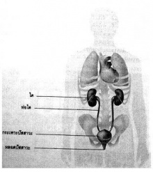 น้ำปัสสาวะมาจากไหน 