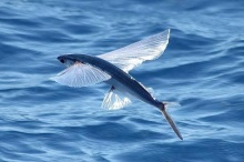 ปลาบิน หรือ ปลานกกระจอก (flying fish)