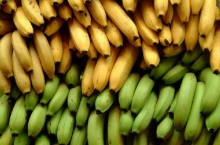 กล้วยจะกลายเป็นอาหารหลักของโลก