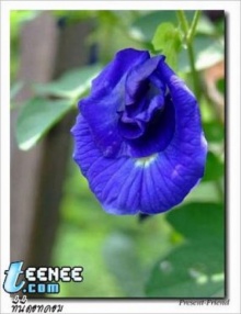 ดอกไม้สีน้ำเงิน...
