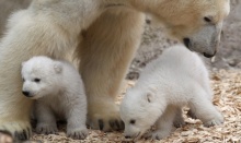 หมีขาวขั้วโลก ล่าเหยื่อได้น้อยลง เพราะแผ่นน้ำแข็งละลายเร็วขึ้น