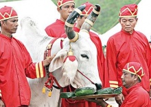 กว่าจะเป็นพระโค ในพระราชพิธีพืชมงคล