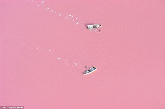 เมื่อทะเลสาบกลายเป็นสี นมเย็น ปรากฎการณ์ธรรมชาติแปลกๆที่ประเทศเซเนกัล