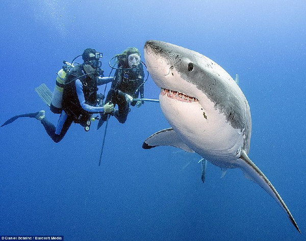 ฮือฮา ช่างภาพพิสูจน์ให้โลกเห็นฉลามขาวใครว่าอันตราย