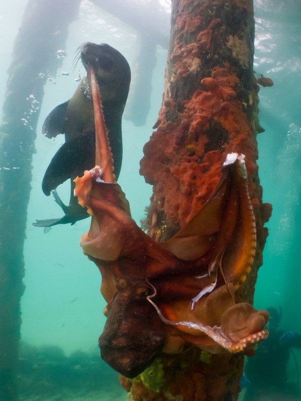 แมวน้ำสู้ปลาหมึกยักษ์ที่ออสเตรเลีย