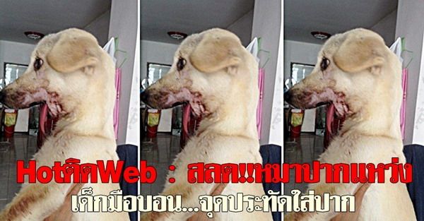 Hot ติด Web : สลด!!หมาปากแหว่ง