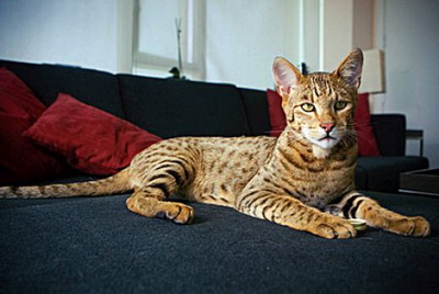 Ashera Cat แมวไฮโซ แพงที่สุดในโลก