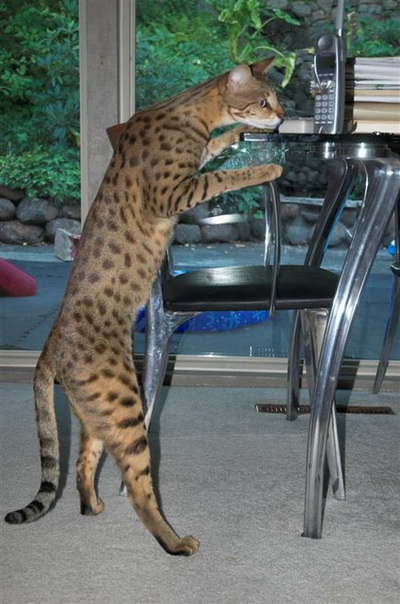 Ashera Cat แมวไฮโซ แพงที่สุดในโลก