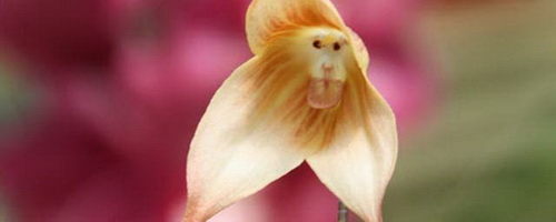 ตะลึง!! พบดอกกล้วยไม้ประหลาดออกดอกเป็นหน้าลิง