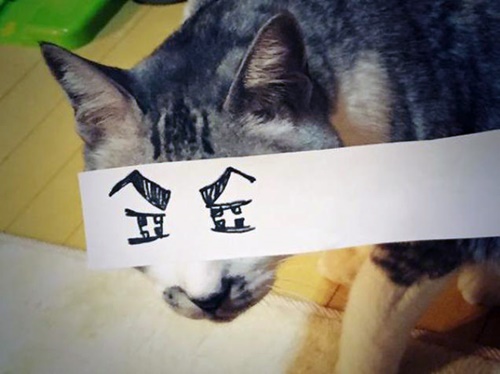 เทรนด์ใหม่จากญี่ปุ่น! ถ่ายตาแมวแบบ อนิเมะ