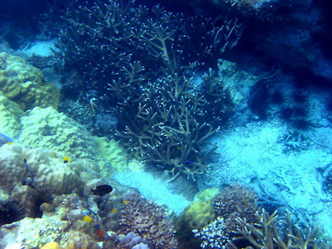 ทะเล ฟ้าคราม และความงดงามของปะการัง เกาะกุฎี