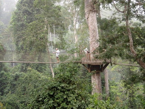 Kakum National Park Canopy Walkway