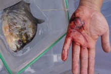 จีนตั้งรางวัล 5พัน จับปลาปิรันญาในแม่น้ำให้ได้