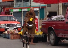 ญาติโยมเอ็นดู!! มะหมาเเสนรู้ เดินนำบิณฑบาต อารักขาหลวงตา