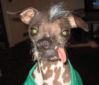 สุนัข น่าเกลียด ที่สุดในโลก ( Ugliest dog )