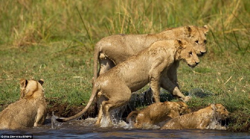 แม่สิงโตฟัดกับจระเข้ปากอาบเลือดเพื่อช่วยให้ลูกน้อยข้ามฝั่งอย่างปลอดภัย